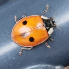 Adalia bipunctata