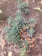Euphorbia amygdaloides