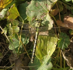 Ophiogomphus cecilia