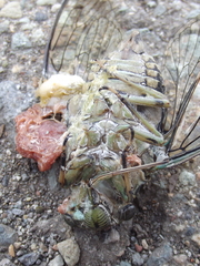 Hyalessa maculaticollis