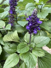 Ajuga reptans