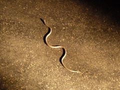 Dasypeltis scabra