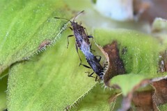 Stictopleurus punctatonervosus