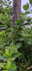 Premna serratifolia