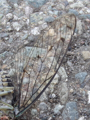 Hyalessa maculaticollis