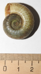 Planorbarius corneus
