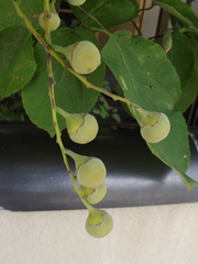 Styrax obassia