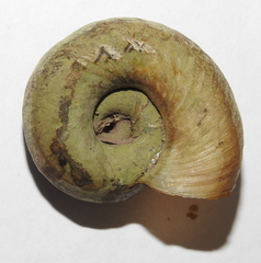 Planorbarius corneus