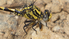 Onychogomphus uncatus