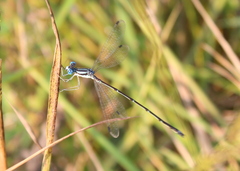 Lestes rectangularis