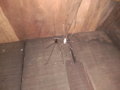Crossopriza lyoni