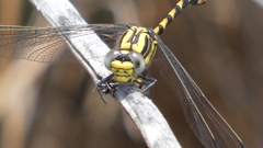 Onychogomphus uncatus