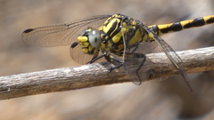 Onychogomphus uncatus