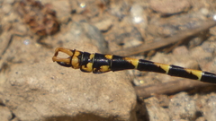 Onychogomphus uncatus