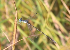 Lestes rectangularis