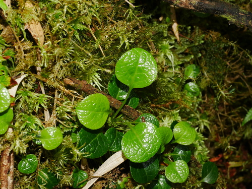 Image of Pyrola morrisonensis by (c) Jacy Chen, some rights reserved (CC BY)