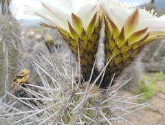 Trichocereus deserticola
