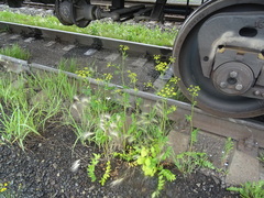 Pastinaca sativa sylvestris