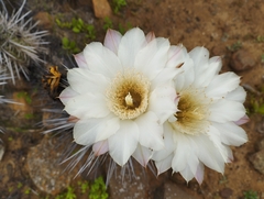 Trichocereus deserticola