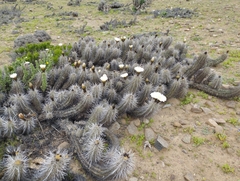 Trichocereus deserticola