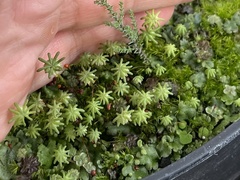 Marchantia polymorpha ruderalis