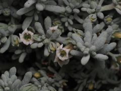 Nolana crassulifolia