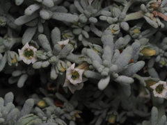 Nolana crassulifolia