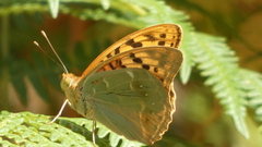 Argynnis pandora