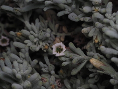 Nolana crassulifolia