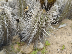 Trichocereus deserticola