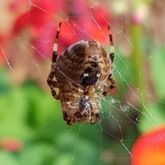 Araneus diadematus