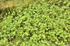 Marsilea minuta