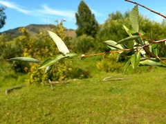 Salix rorida