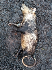 Didelphis albiventris
