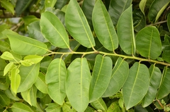 Annona glabra