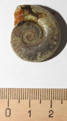 Planorbarius corneus