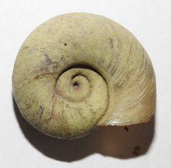 Planorbarius corneus