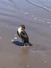 Leucocarbo bougainvillii