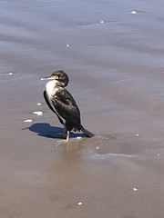 Leucocarbo bougainvillii