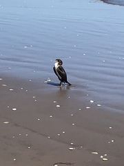 Leucocarbo bougainvillii