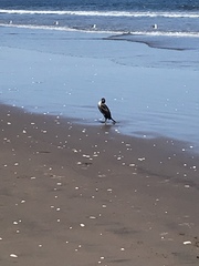 Leucocarbo bougainvillii
