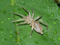 Clubionidae