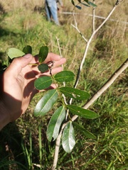Julbernardia globiflora
