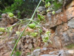 Silene gigantea
