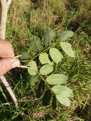 Julbernardia globiflora