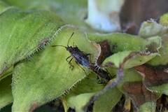 Stictopleurus punctatonervosus