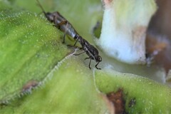 Stictopleurus punctatonervosus