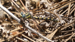 Onychogomphus uncatus