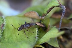 Stictopleurus punctatonervosus