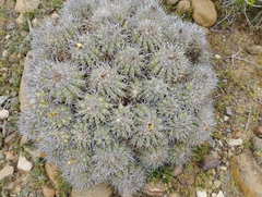 Copiapoa coquimbana